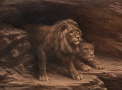 Study of Lions | M.C Fehr | 18th / 19th Century