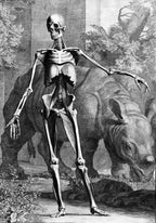 Skelett mit Nashorn | Jan Wandelaar | 1747