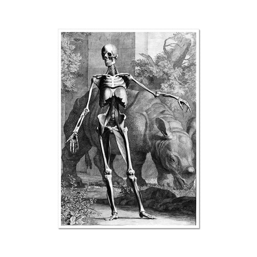 Skelett mit Nashorn | Jan Wandelaar | 1747
