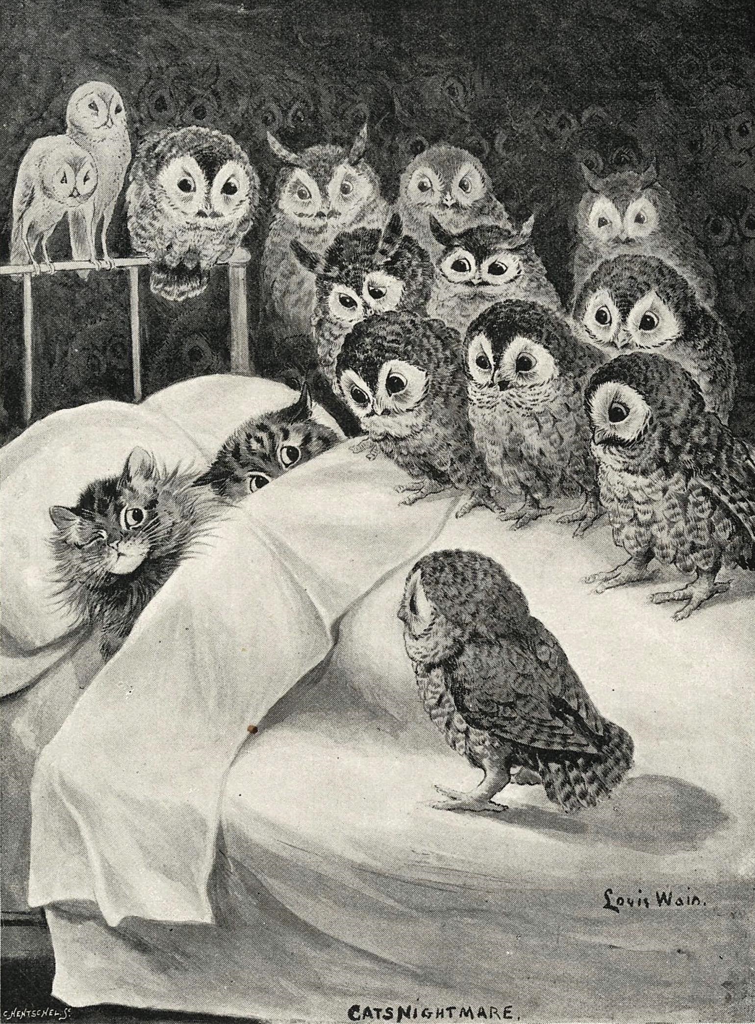 Two alarmed cats in bed surrounded by wide-eyed owls.