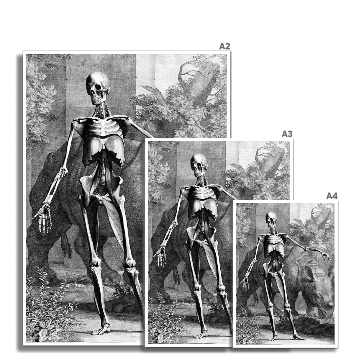Skeleton with Rhinoceros | Buy Fine Art Prints Online – Dark